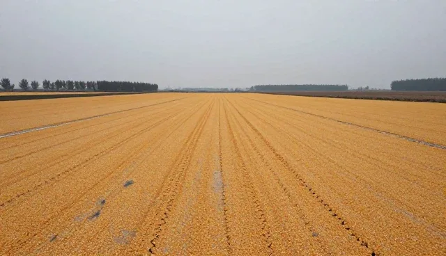 如何选择种苗供应模式:本地化与区域化对比