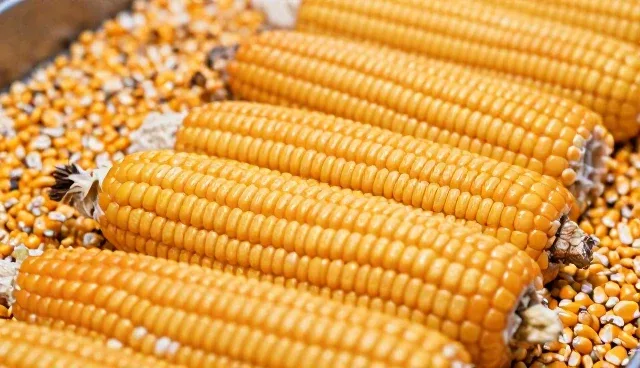 玉米种选型应关注哪些关键因素
