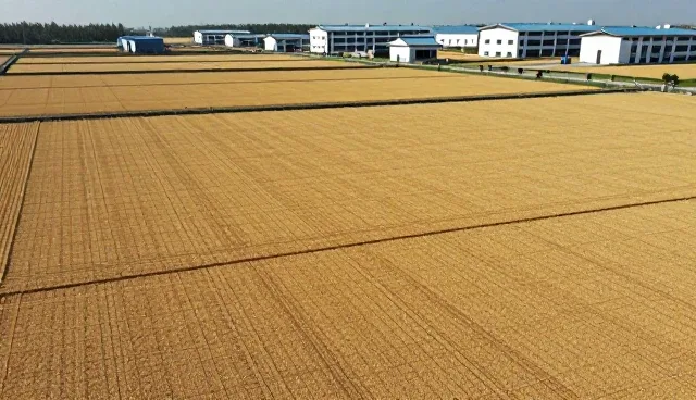 农业基地合作中地区差异的应对策略与注意事项